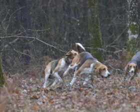 Chasse avec  meute